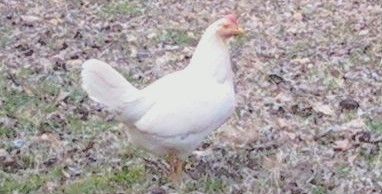 48664_survivor_chicken.jpg