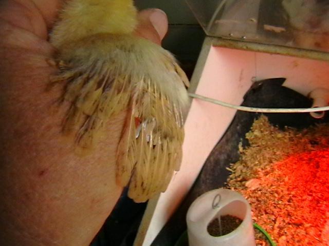 48707_buff_leghorn_chicks_002.jpg