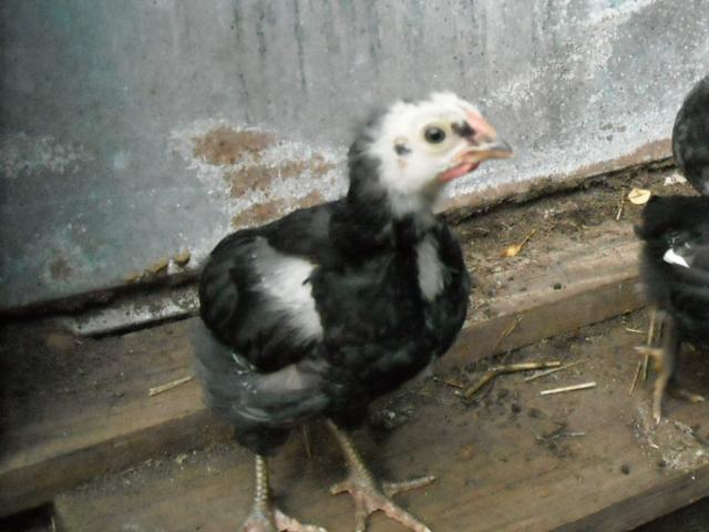 48712_ch5.jpg