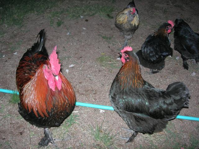 48713_012.jpg