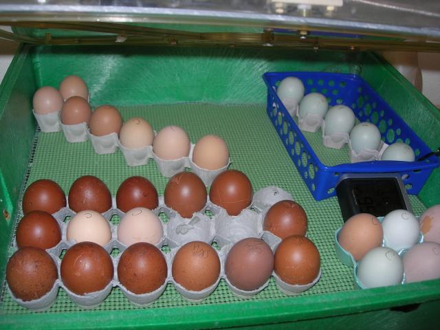 48713_eggs_3-30-10_003.jpg