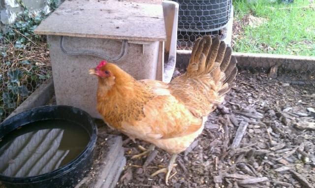 48738_new_chicken.jpg