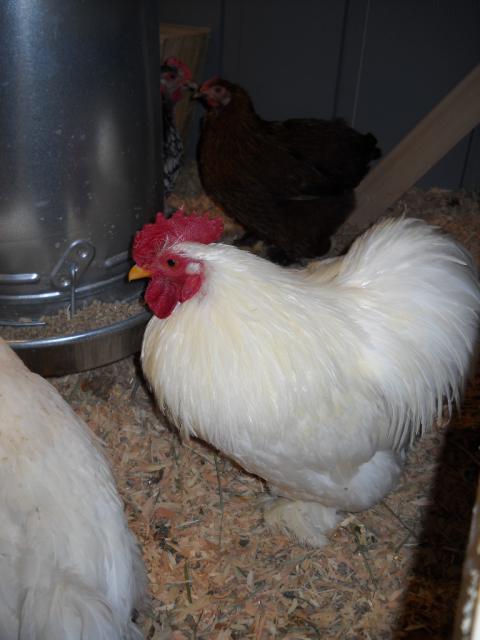 48739_dscn0169.jpg