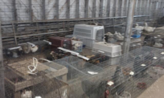 48751_15_may_sale_cages_2.jpg