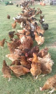 48751_chickens.jpg