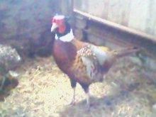 48751_cid__photo-0419.jpg