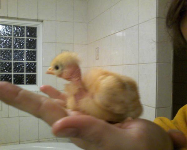 48751_mini_vulture.jpg