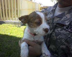48751_puppy.jpg