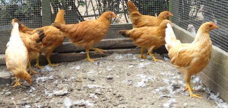 48766_buff_pullets_mine.jpg