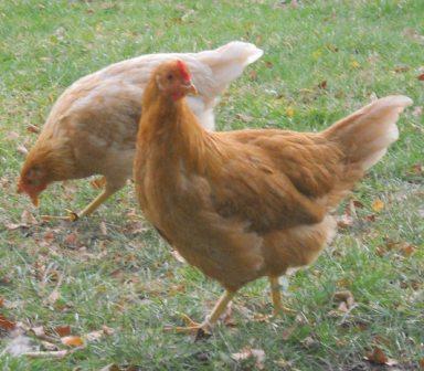 48766_keeper_buff_pullet_white.jpg