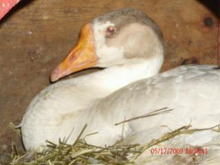 48785_gedc0271.jpg