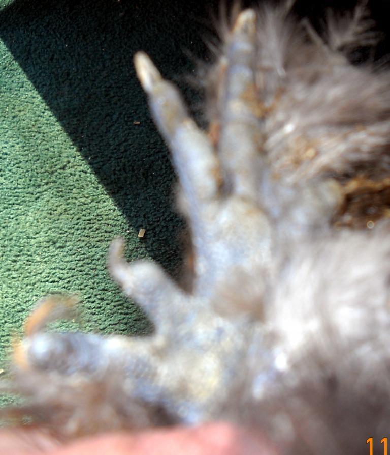 48797_dscn1010.jpg