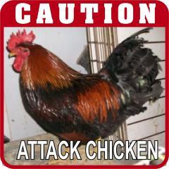 48815_attack_chicken_print.jpg
