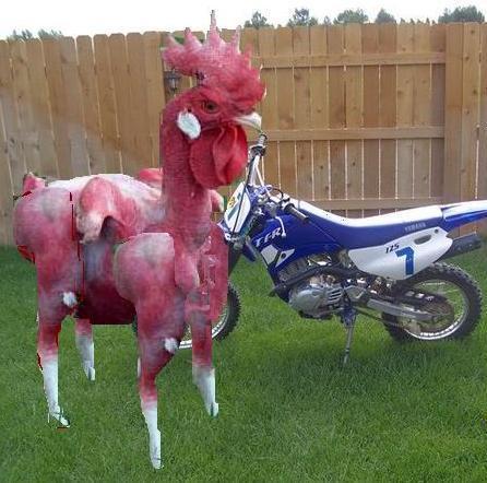 48818_chicken3.jpg