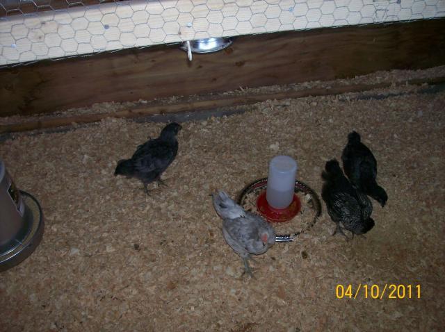 48840_chicksinnewcoop1.jpg