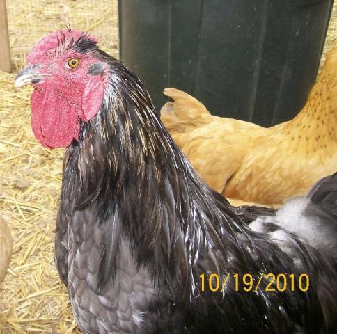 48840_vern_and_puffycropped.jpg