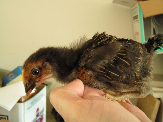 48879_chicky1.jpg