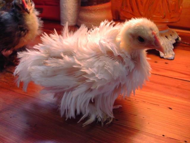 48890_imag0389.jpg