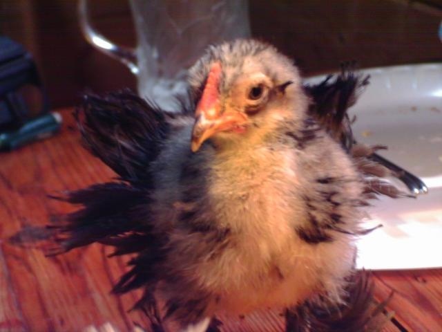 48890_imag0392.jpg