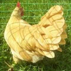 48906_09_buff_leghorn.jpg