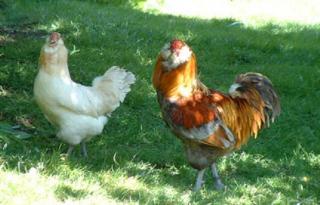 48920_blue_wheaten_pair.jpg