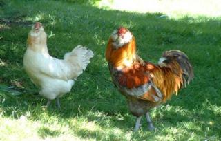 48920_blue_wheaten_pair.jpg