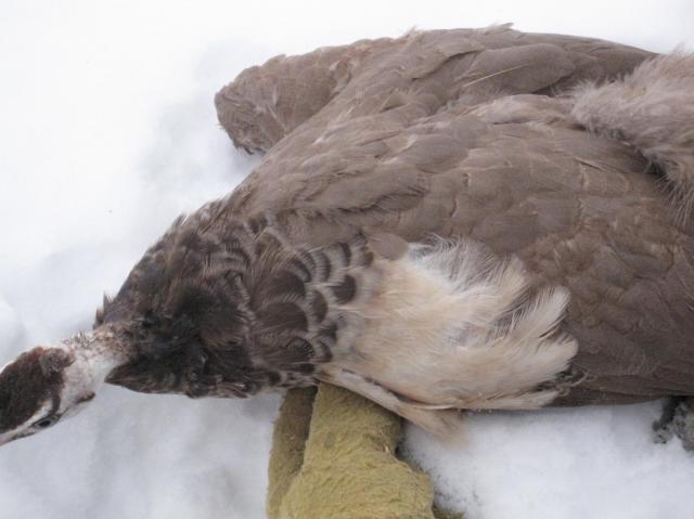 48923_purple_hen.jpg