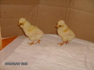 49024_chick_001.jpg