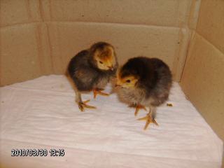 49024_chick_009.jpg