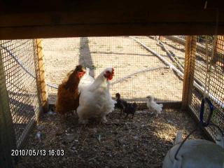 49024_chickens_004.jpg