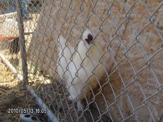 49024_chickens_007.jpg