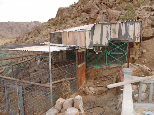 49053_peas_2010_cages_041.jpg