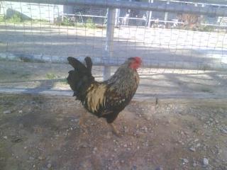 49064_dsc00013.jpeg