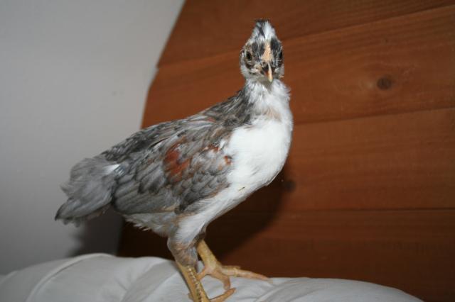 49067_img_4621.jpg