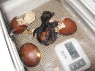 49095_my_peeps050.jpg