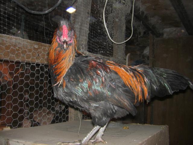 49215_chickens_200.jpg
