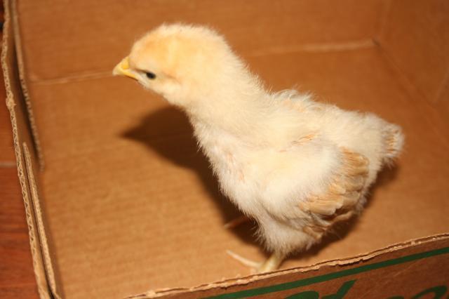 49261_chick_1.jpg