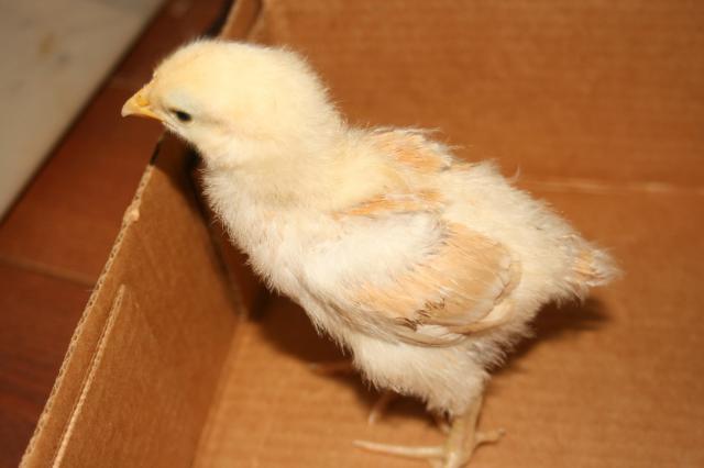 49261_chick_2.jpg