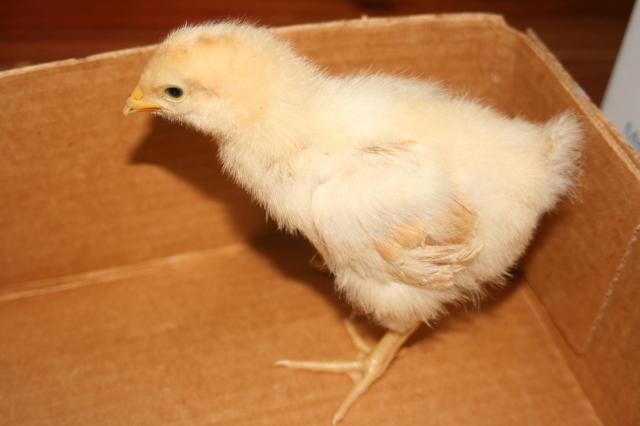 49261_chick_4.jpg