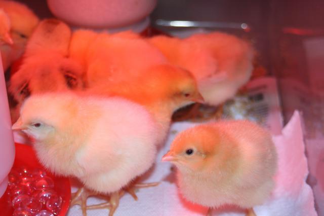 49261_chicks_1.jpg