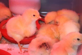 49261_chicks_2.jpg