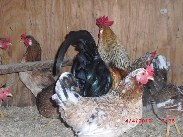 49364_chickens_009.jpg