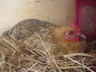 49372_broody_hen_01.jpg