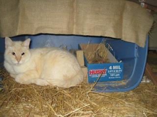 49372_cat1.jpg