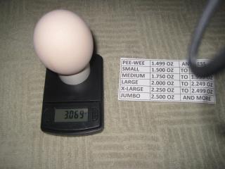 49372_dbl_yolk_egg_9-20-11.jpg