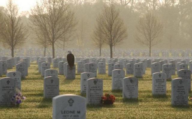 49372_eagle_in_a_military_cemetery.jpg