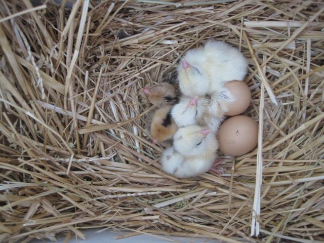 49372_five_hatched_seramas.jpg