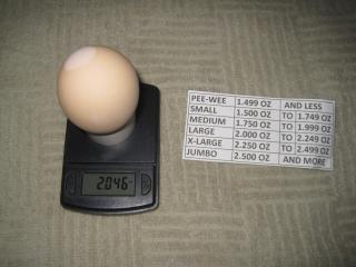 49372_lg_egg_9-20-11.jpg