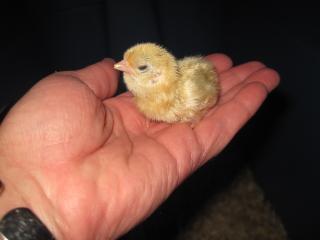 49372_newborn_serama-01.jpg