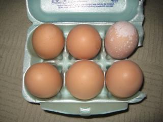 49372_odd_egg_01.jpg